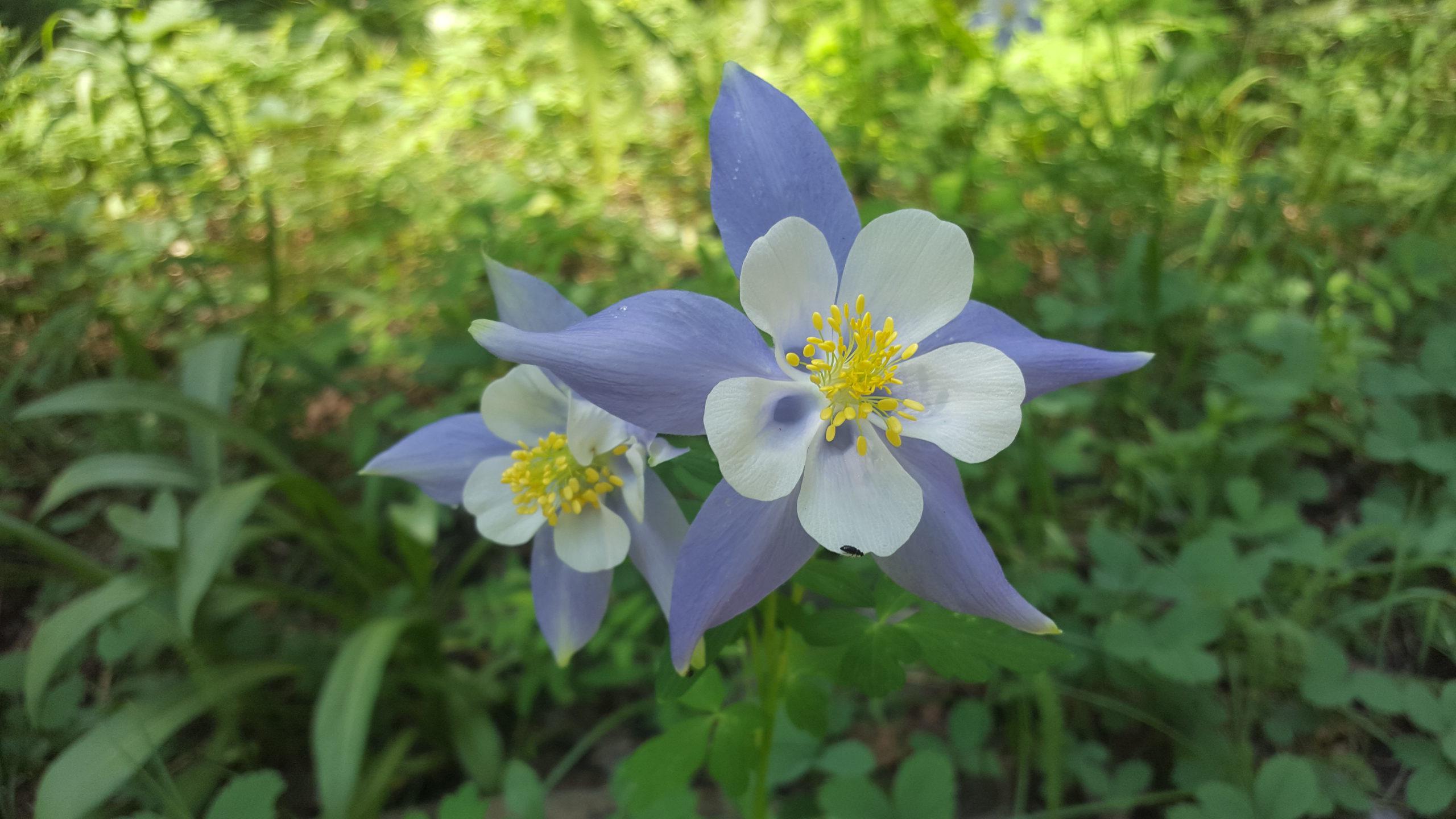 花耧斗菜