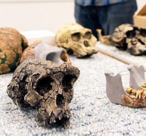 Hominin skull casts