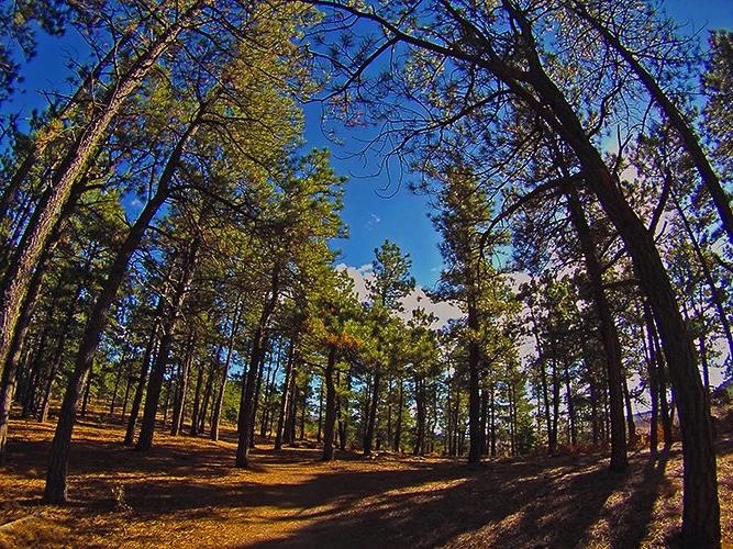 Forrest of spruce trees